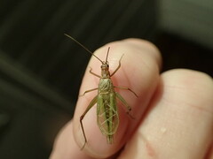 Oecanthus pini