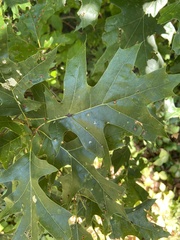 Polystepha globosa