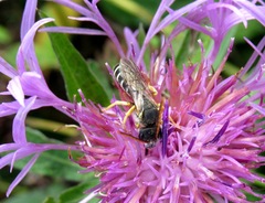 Halictus simplex