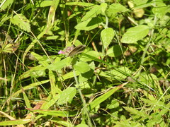 Aphantopus hyperantus