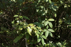 Cissus elongata