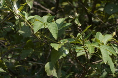 Cissus elongata