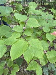 Cornus rugosa
