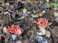Clathrus ruber