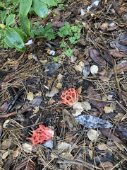 Clathrus ruber