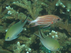 Chromis ternatensis
