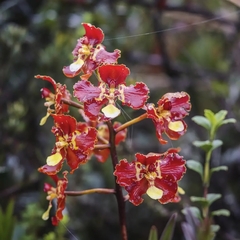 Otoglossum