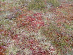 Sphagnum capillifolium