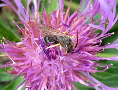 Halictus simplex