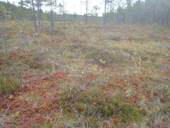 Sphagnum capillifolium