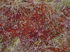 Sphagnum capillifolium
