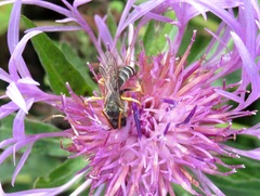 Halictus simplex