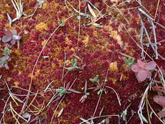 Sphagnum capillifolium