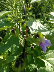 Nicandra physalodes
