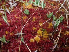Sphagnum capillifolium