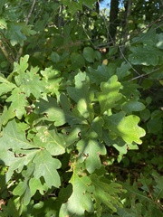 Quercus alba