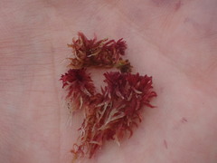 Sphagnum capillifolium