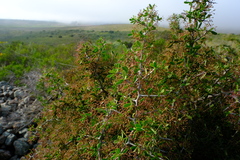 Gloveria integrifolia
