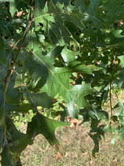 Quercus coccinea