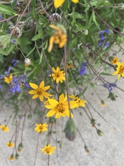Wedelia hispida