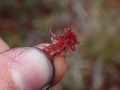 Sphagnum capillifolium