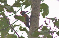 Chrysocolaptes guttacristatus