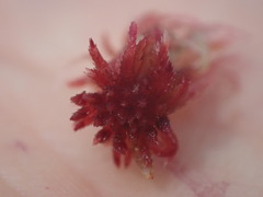Sphagnum capillifolium