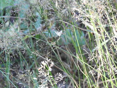 Sitochroa verticalis