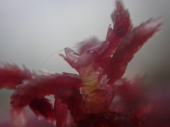 Sphagnum capillifolium