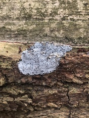 Badhamia utricularis