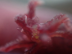 Sphagnum capillifolium