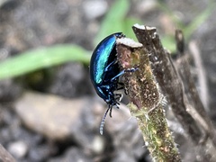 Chrysolina coerulans