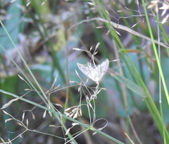 Sitochroa verticalis