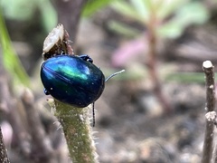 Chrysolina coerulans