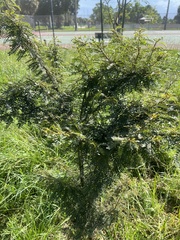 Senna polyphylla