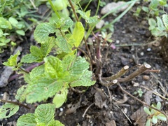 Chrysolina coerulans