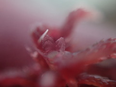 Sphagnum capillifolium