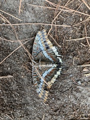 Charaxes jasius