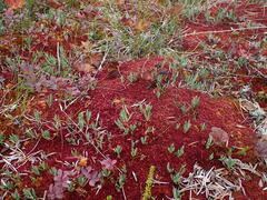 Sphagnum capillifolium