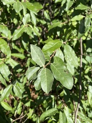 Elaeagnus umbellata