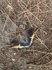Charaxes jasius