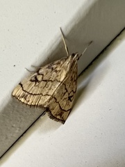 Evergestis pallidata