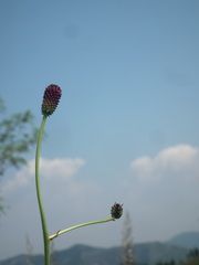 Sanguisorba officinalis