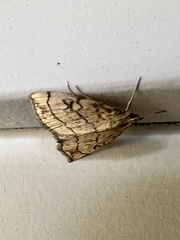 Evergestis pallidata