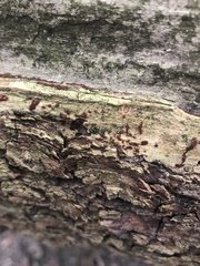 Tulasnella aurantiaca