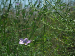 Linum stelleroides