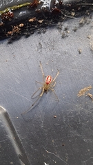 Enoplognatha ovata