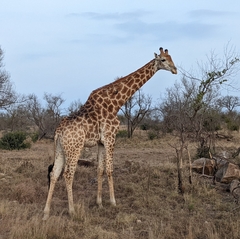 Giraffa camelopardalis giraffa