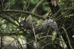 Sciurus aureogaster