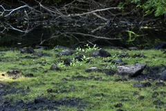Eleocharis acicularis